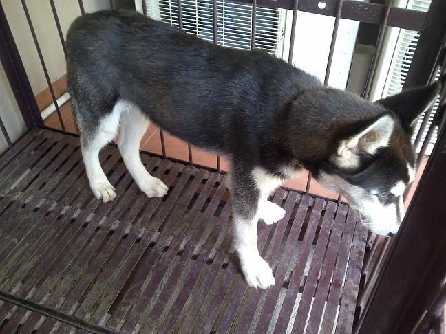 Siberian Husky Betina non stamboom