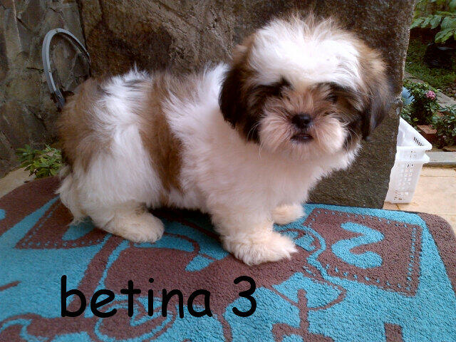 sell puppies shihtzu female