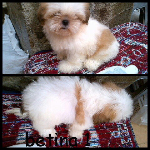 sell puppies shihtzu female