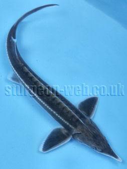 jual acipenser rhutenus. murah !