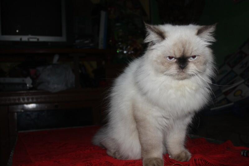 WTS kucing himalaya nurah