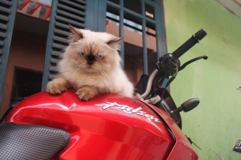 WTS kucing himalaya nurah