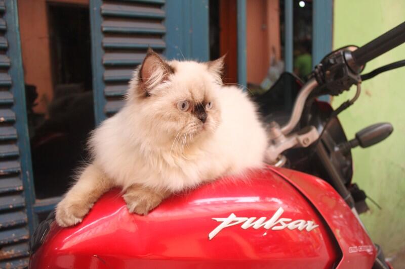 WTS kucing himalaya nurah