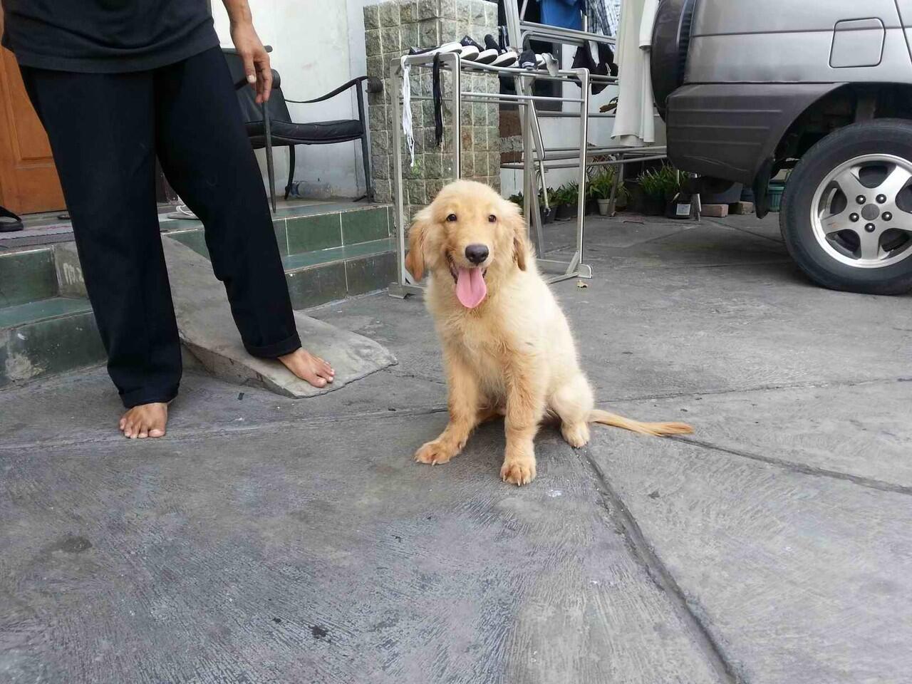 Anakan Golden Retriever Jantan Kualitas Super, Lucu dan Lincah