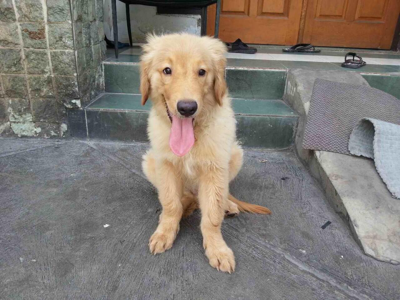Anakan Golden Retriever Jantan Kualitas Super, Lucu dan Lincah