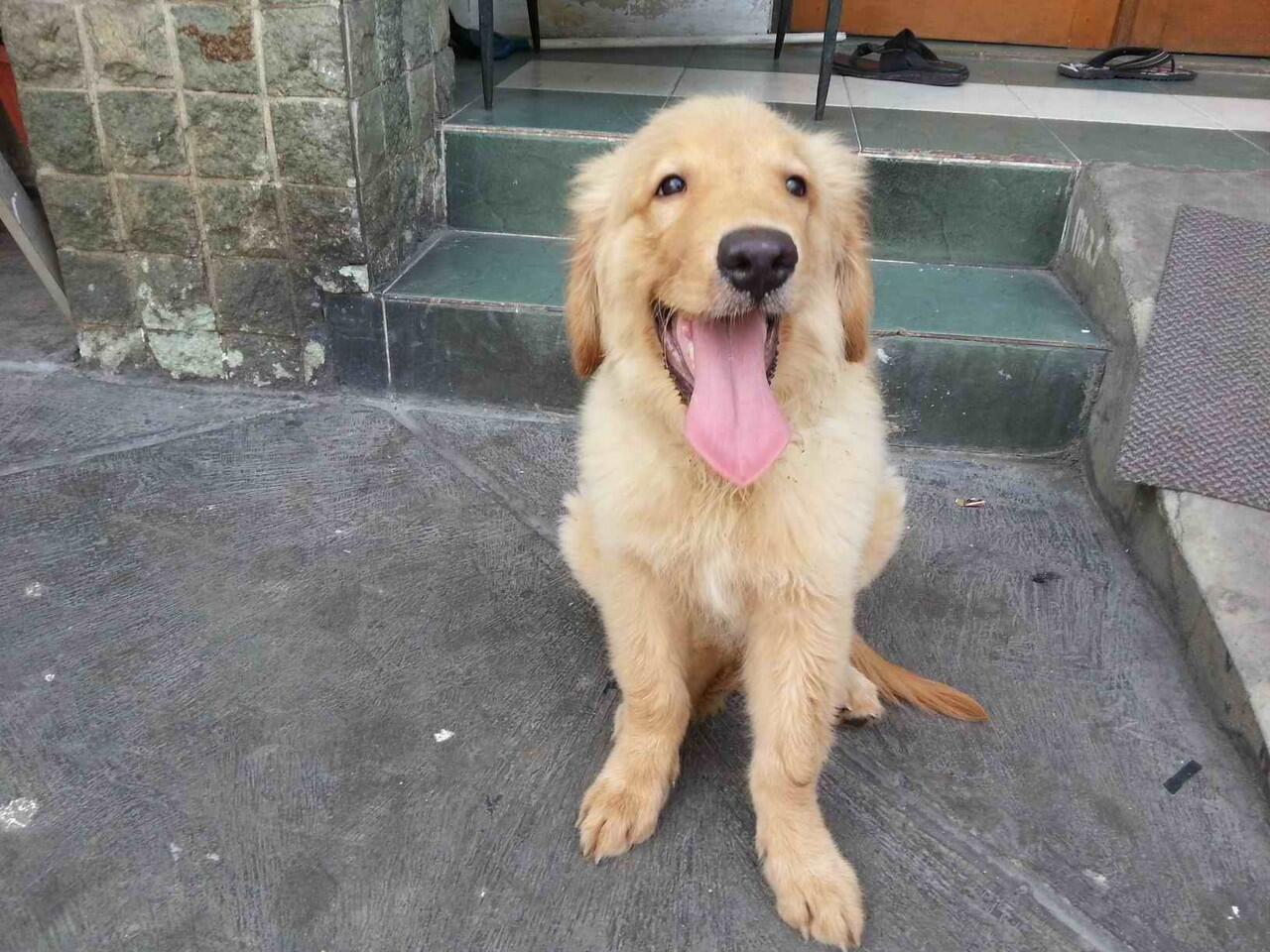 Anakan Golden Retriever Jantan Kualitas Super, Lucu dan Lincah