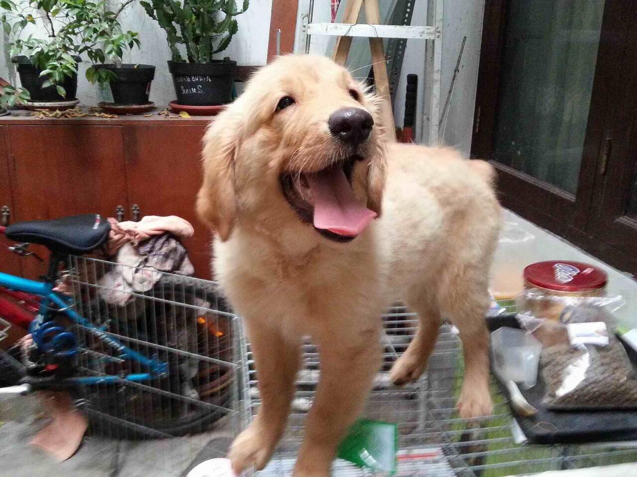 Anakan Golden Retriever Jantan Kualitas Super, Lucu dan Lincah