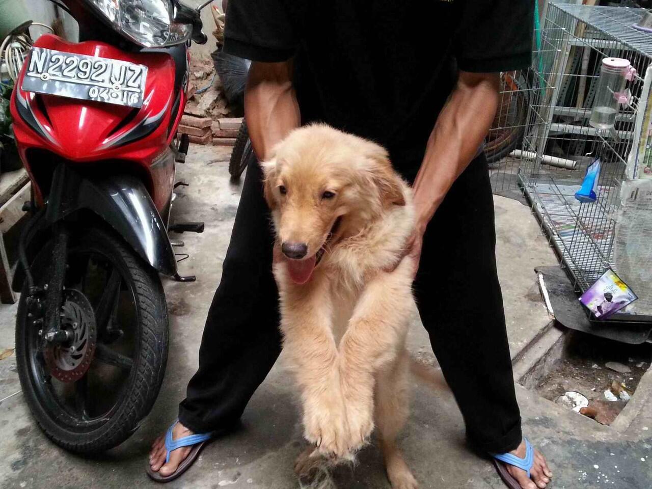 Anakan Golden Retriever Jantan Kualitas Super, Lucu dan Lincah