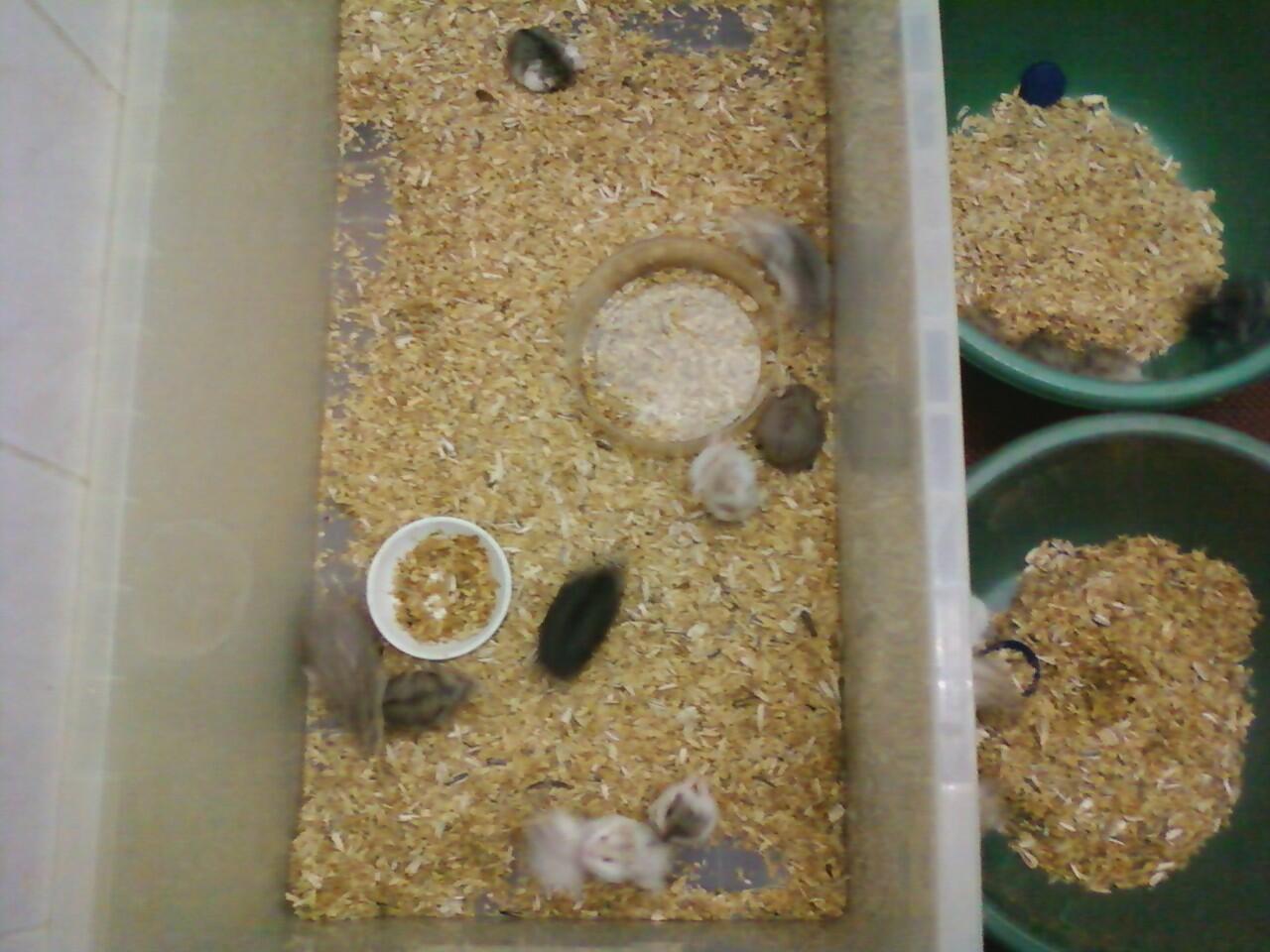 Obral Hamster Campbell harga pensiun di Bogor