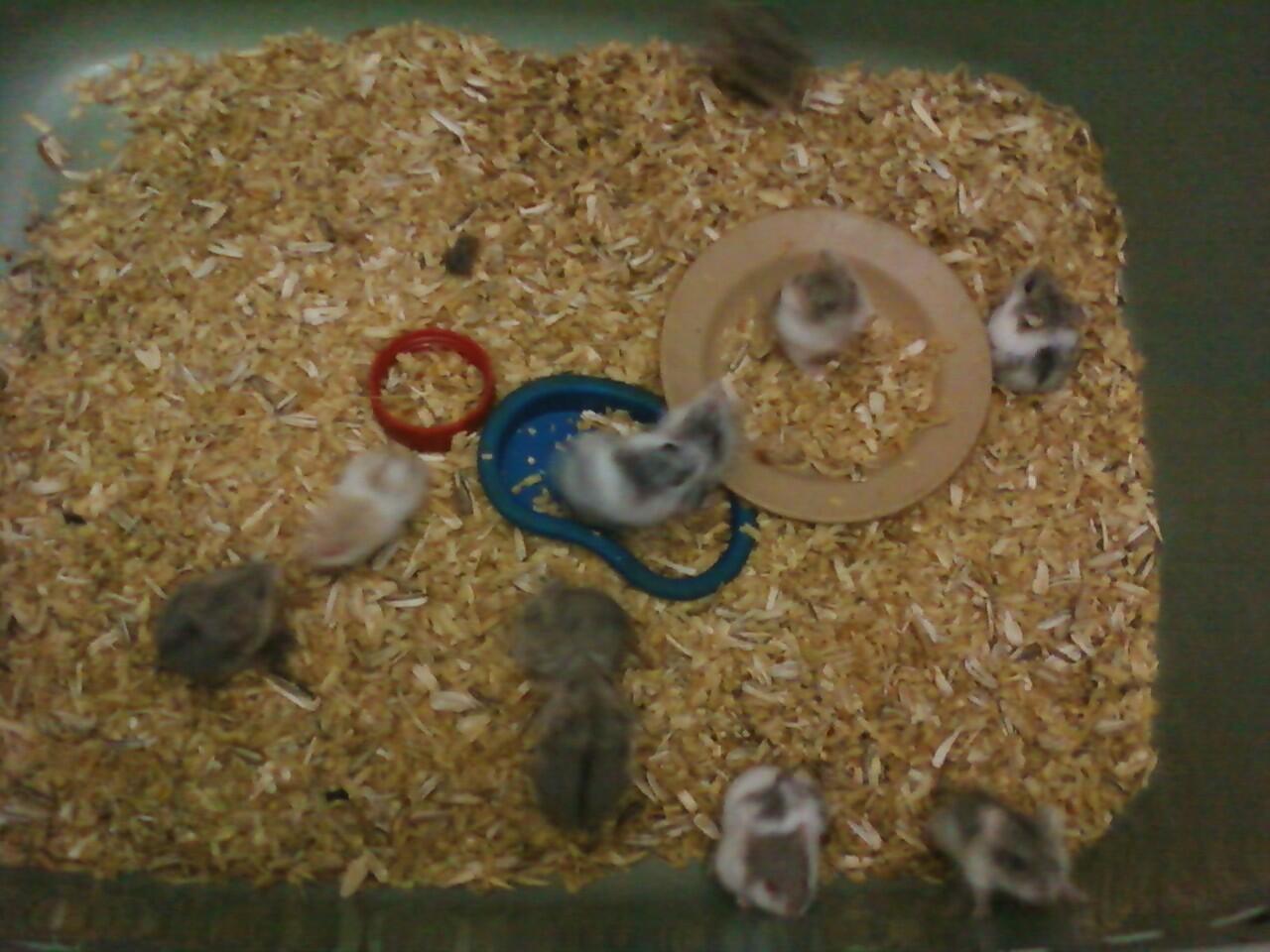 Obral Hamster Campbell harga pensiun di Bogor