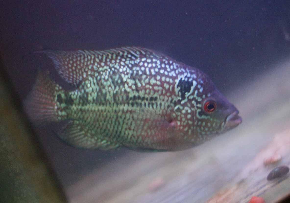 jual ikan louhan cencu,kamfa,GB di jamin keren
