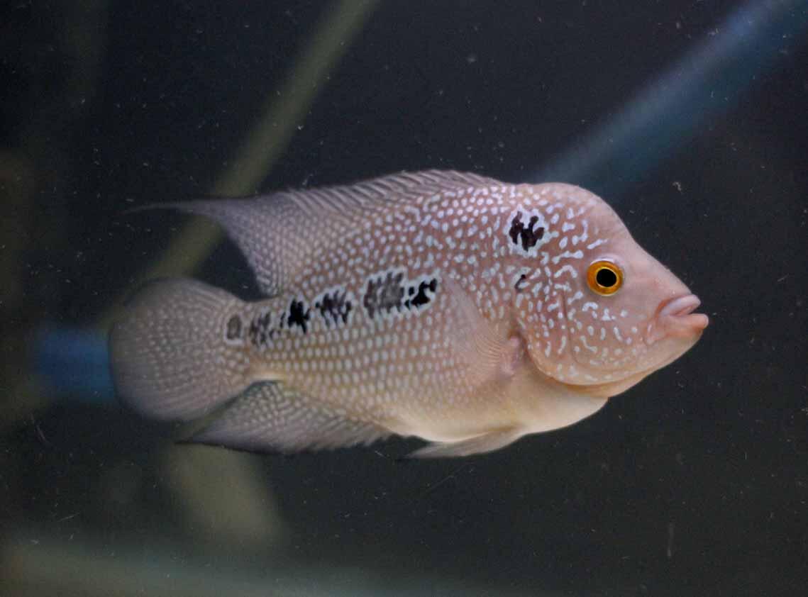 jual ikan louhan cencu,kamfa,GB di jamin keren