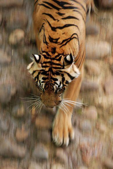 Keindahan Indonesia Dari Mata NATIONAL GEOGRAPHIC 