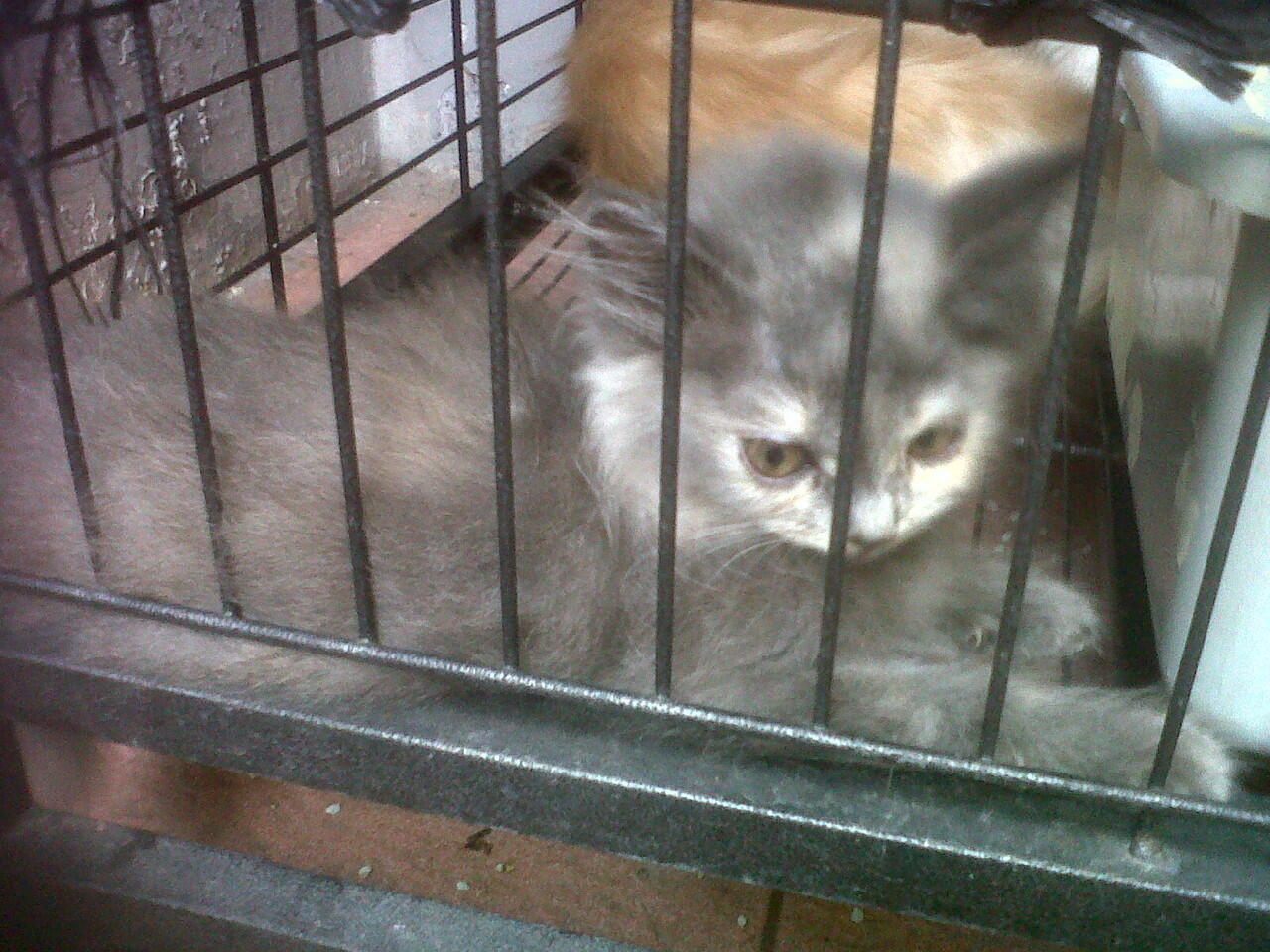 DI Jual Kucing anggora mix persi (murah meriah)