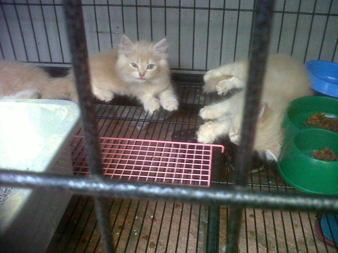 DI Jual Kucing anggora mix persi (murah meriah)