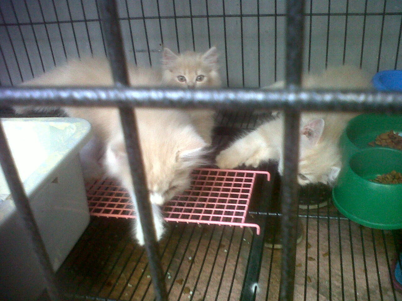 DI Jual Kucing anggora mix persi (murah meriah)