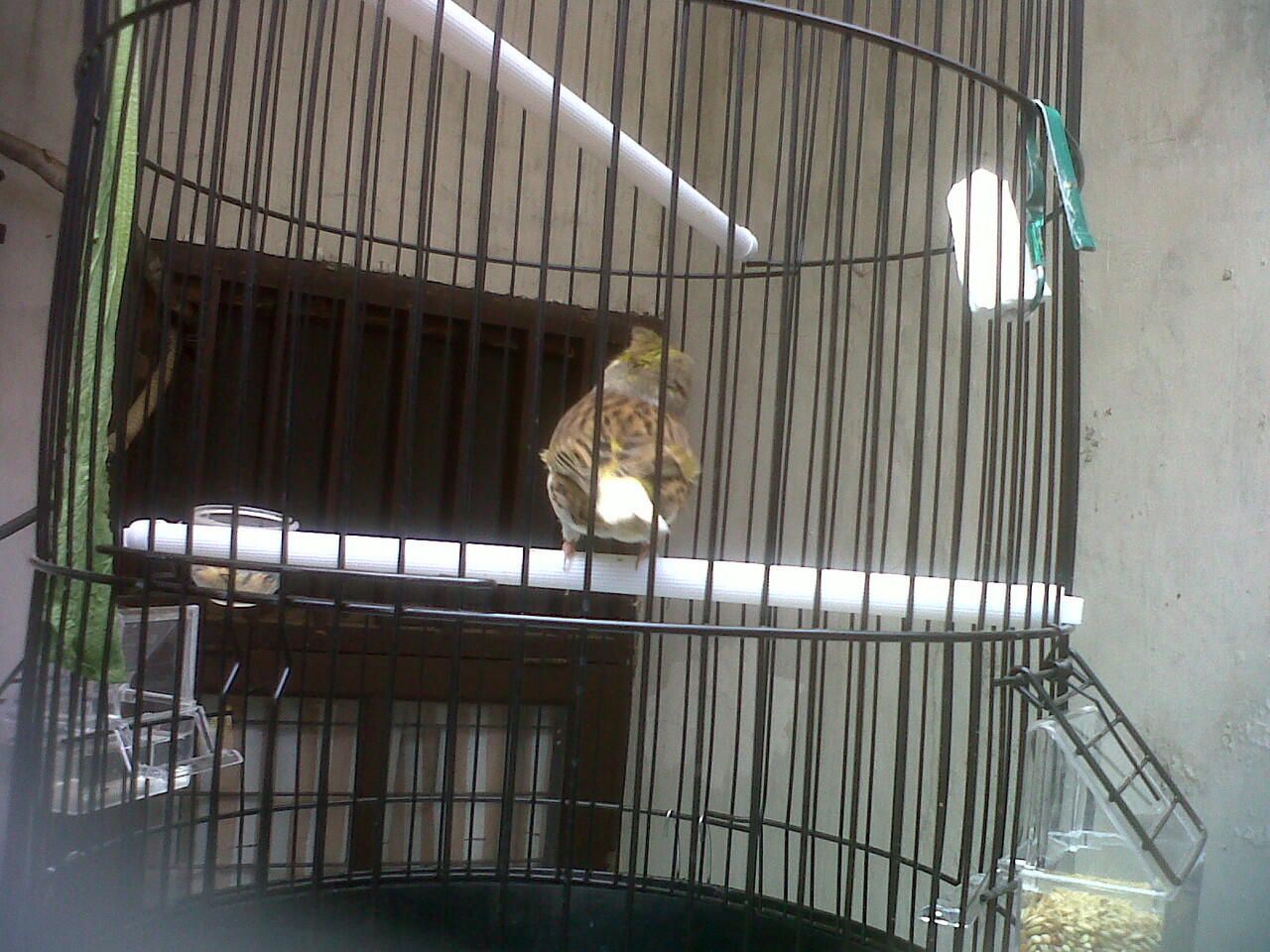 DI jual Kenari Gloster Corona (import)