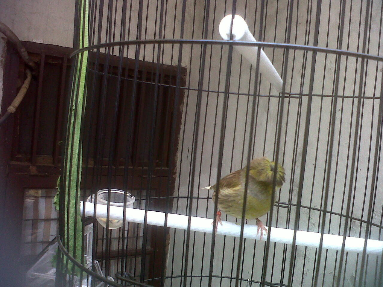 DI jual Kenari Gloster Corona (import)