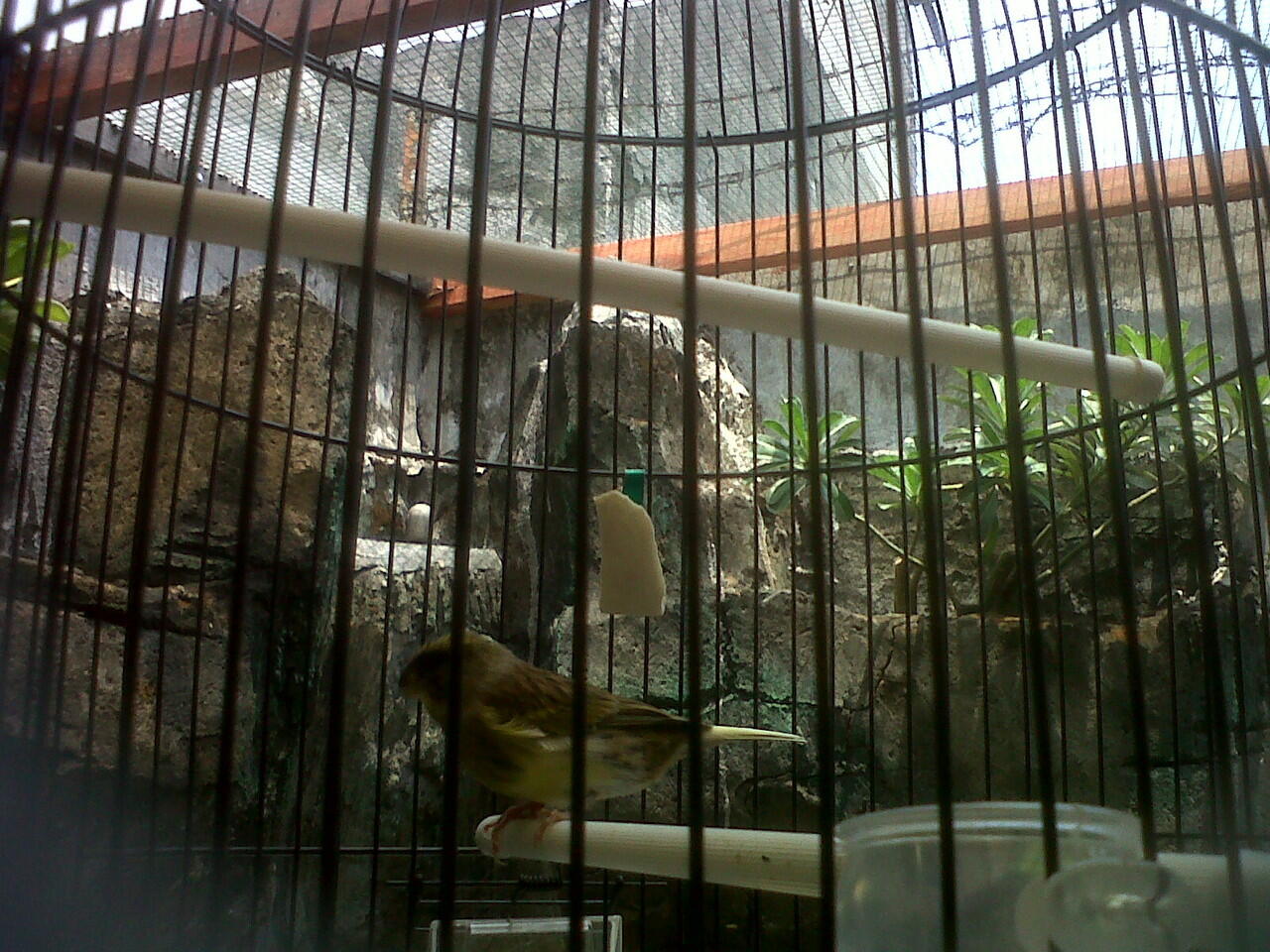 DI jual Kenari Gloster Corona (import)
