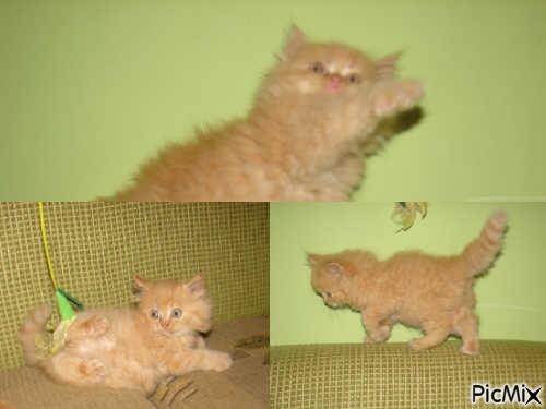 Flatnose Jantan Red tabby Murmer Malang