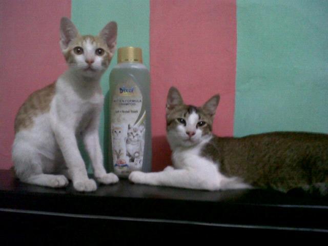 &#91;Cat lover&#93; Ini gan Kucing cewe ane.. LUCU abisss..!!