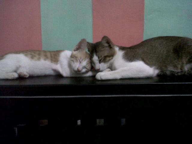 &#91;Cat lover&#93; Ini gan Kucing cewe ane.. LUCU abisss..!!