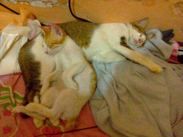 &#91;Cat lover&#93; Ini gan Kucing cewe ane.. LUCU abisss..!!