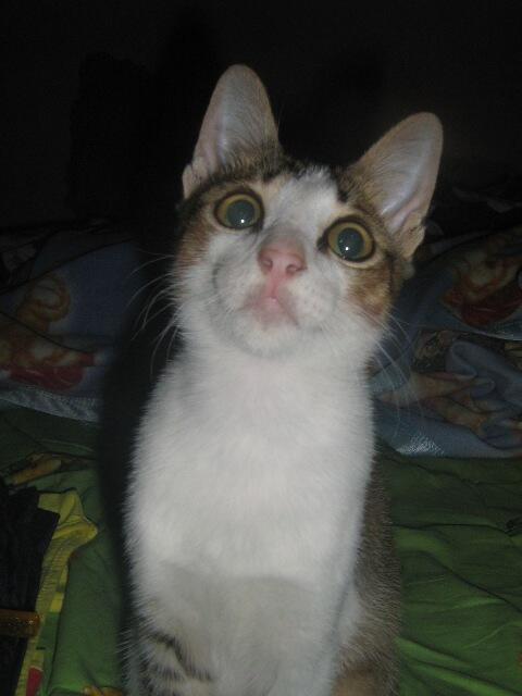 &#91;Cat lover&#93; Ini gan Kucing cewe ane.. LUCU abisss..!!