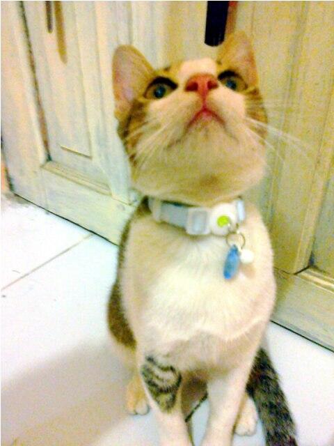 &#91;Cat lover&#93; Ini gan Kucing cewe ane.. LUCU abisss..!!