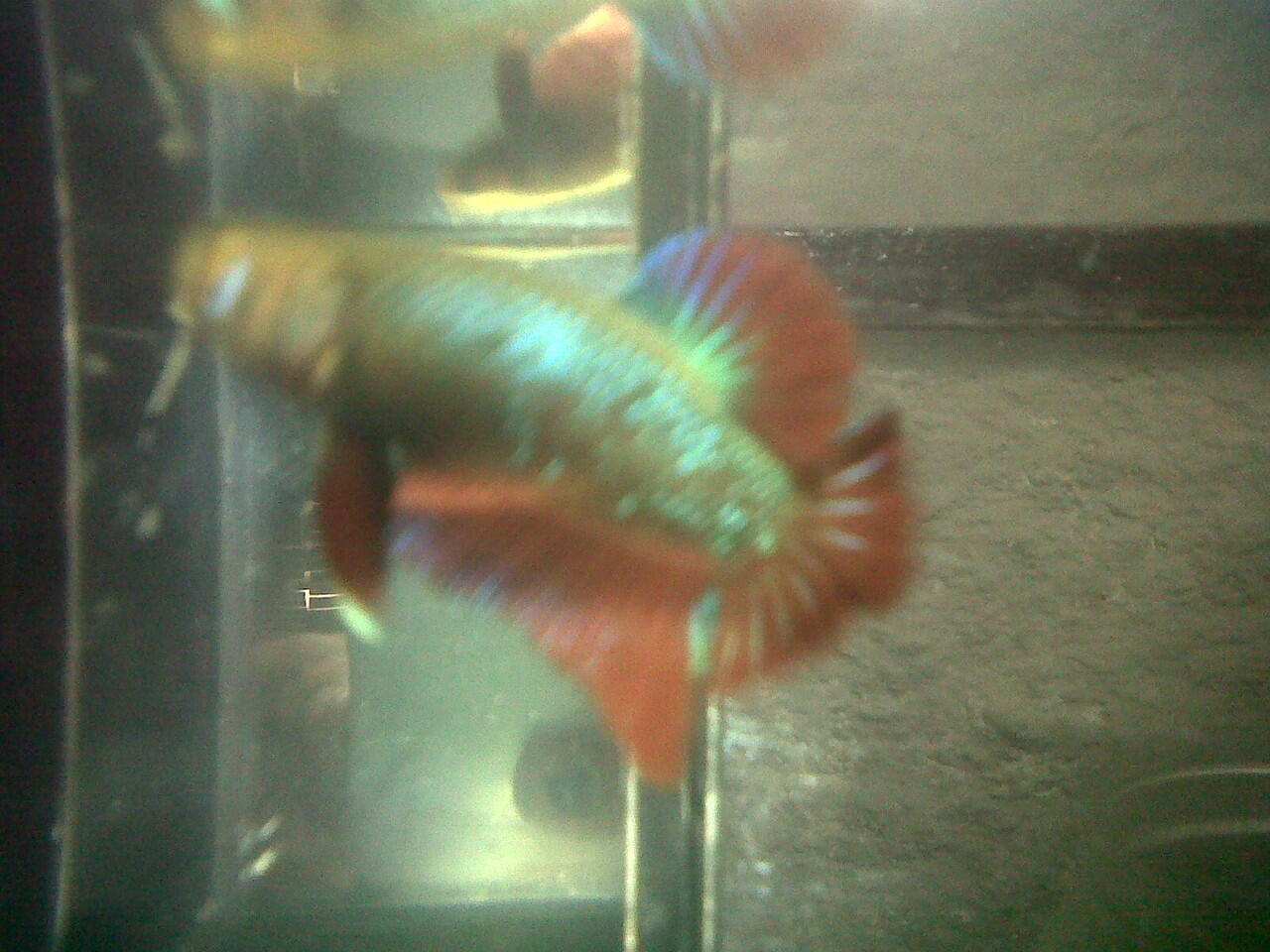 Jual Ikan Cupang Murah Meriah Bandung