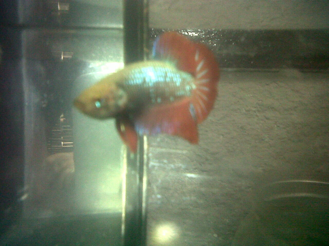 Jual Ikan Cupang Murah Meriah Bandung