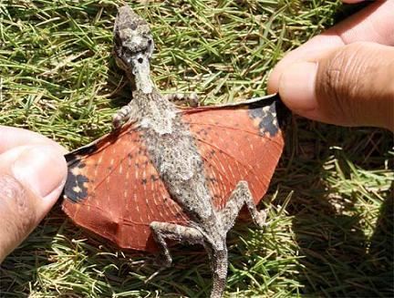 ternyata ada naga avatar di indonesia!
