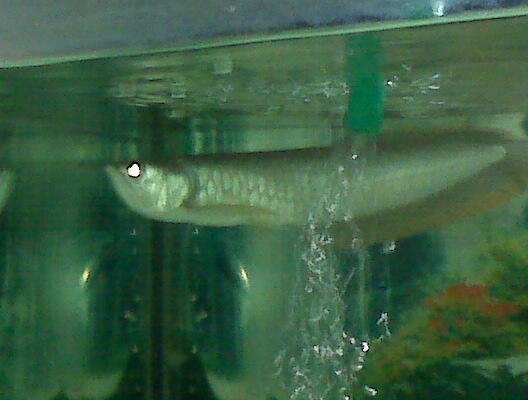 Ikan arwana silver malang murah plus aquarium full set
