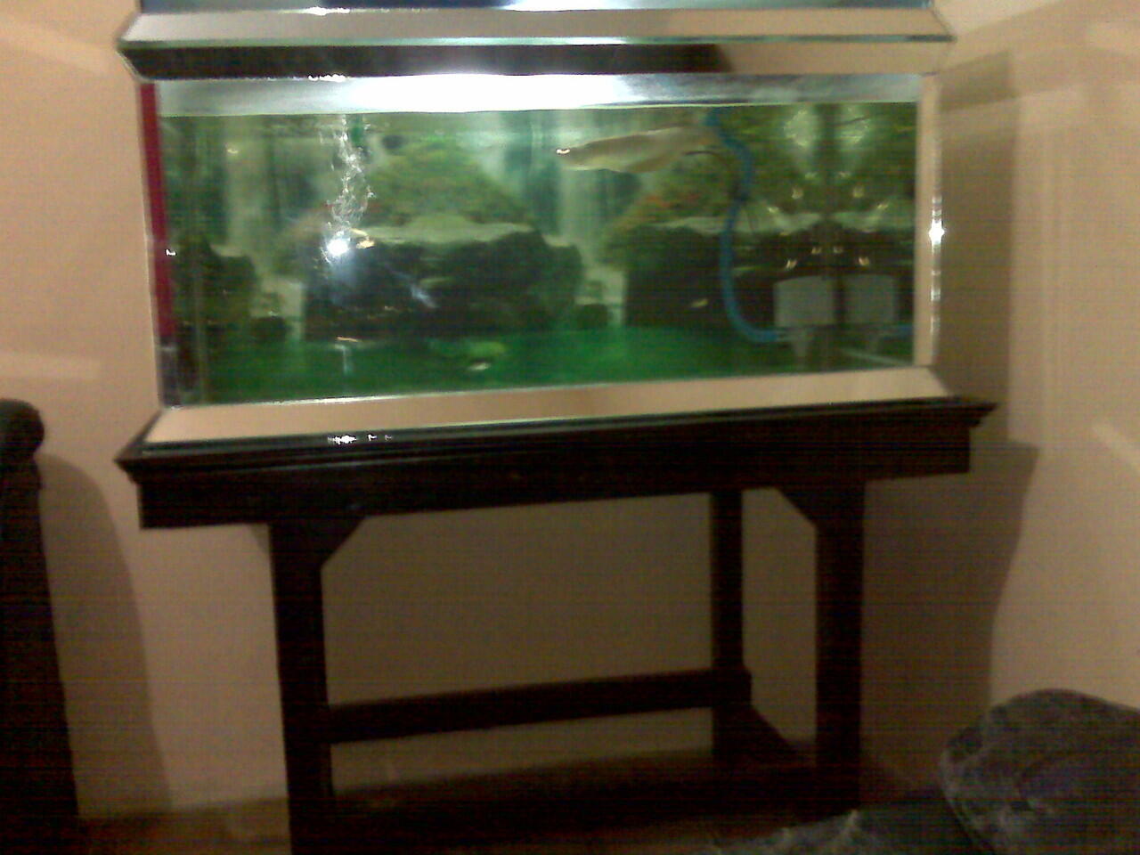 Ikan arwana silver malang murah plus aquarium full set