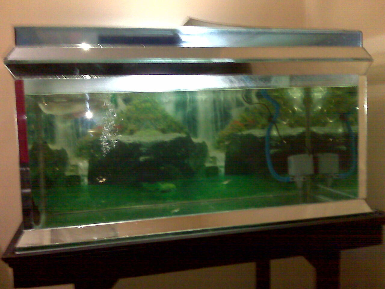Ikan arwana silver malang murah plus aquarium full set