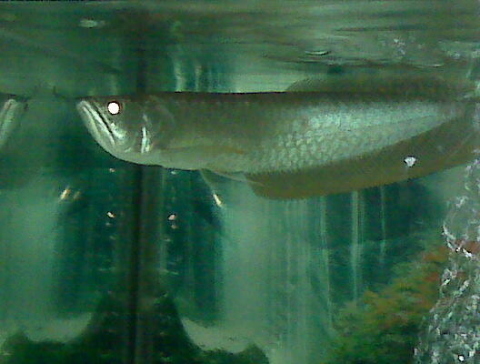 Ikan arwana silver malang murah plus aquarium full set
