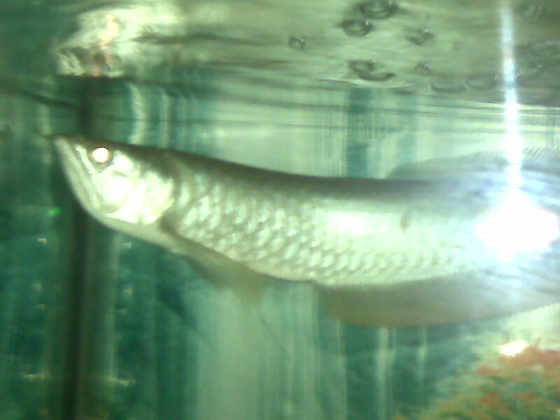 Ikan arwana silver malang murah plus aquarium full set