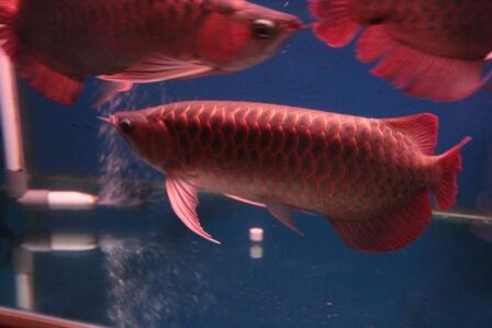 JUAL ARWANA SUPER RED