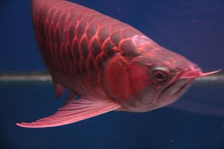 JUAL ARWANA SUPER RED