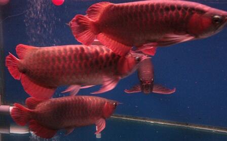 JUAL ARWANA SUPER RED