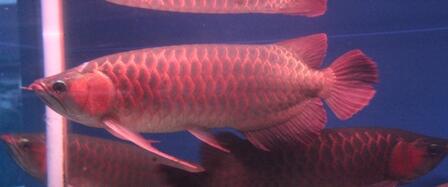 JUAL ARWANA SUPER RED
