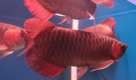 JUAL ARWANA SUPER RED