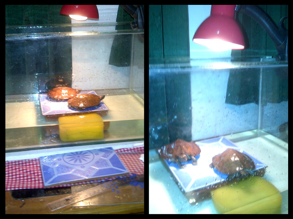 Jual Kura Daun/Kura Ceper/Kura Nanas/Asian Leaf Turtle/Cyclemys dentata SEPASANG BDG