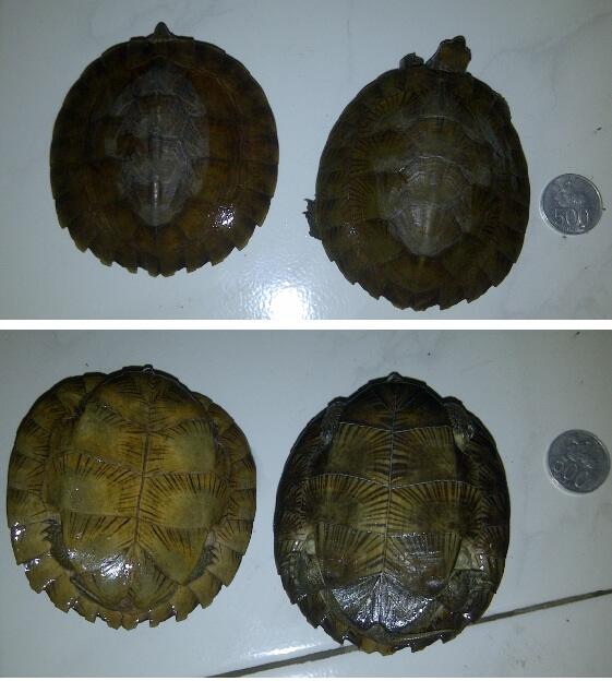 Jual Kura Daun/Kura Ceper/Kura Nanas/Asian Leaf Turtle/Cyclemys dentata SEPASANG BDG