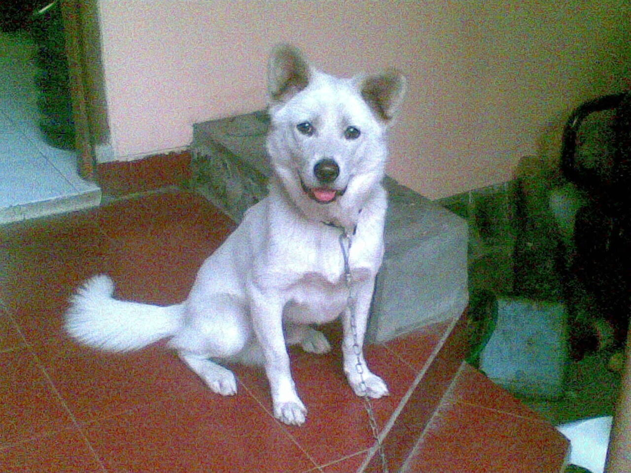 Anjing Kampung/Mongrel/Mix Breed/Campuran/Silangan Lover's - Part 2 - Page 47 | KASKUS