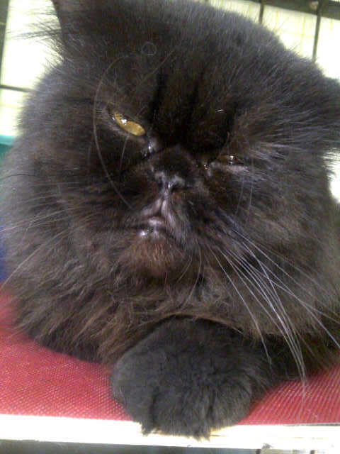 Kucing Persia Jantan Peaknose Black Smoke