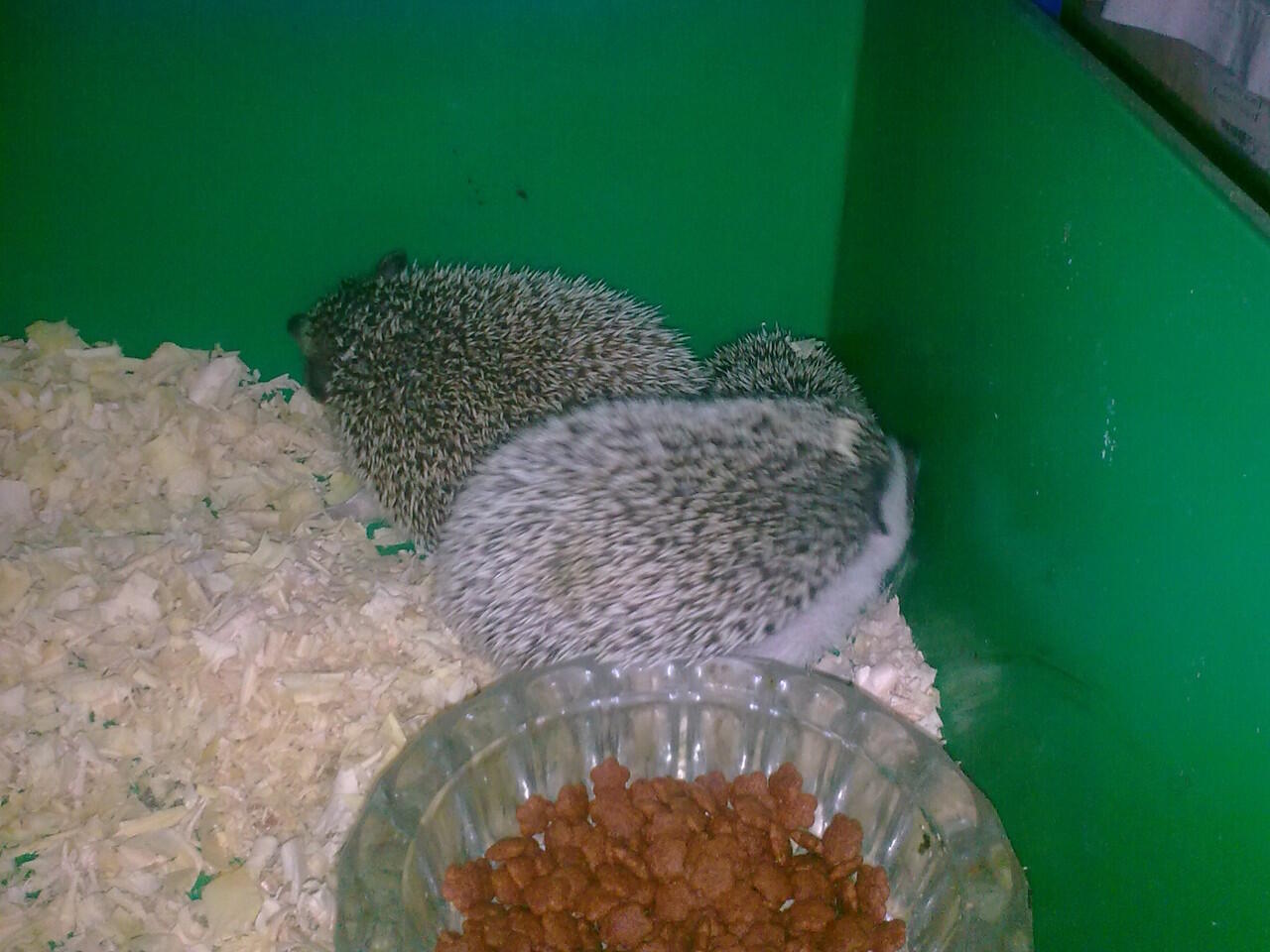 Landa Mini Malang, ngabisin stok gan !!!
