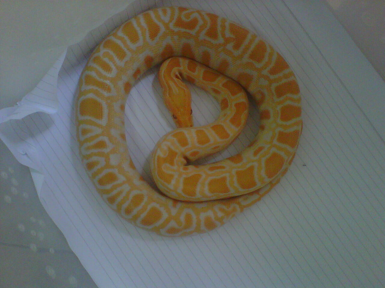 Jual ular albino het green burmesse dan gold tegu