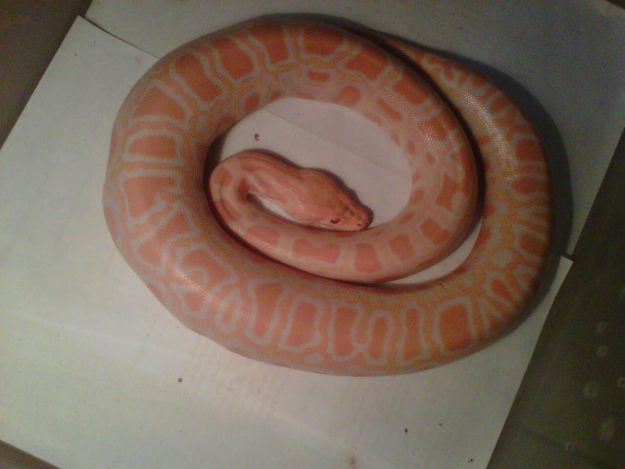 Jual ular albino het green burmesse dan gold tegu
