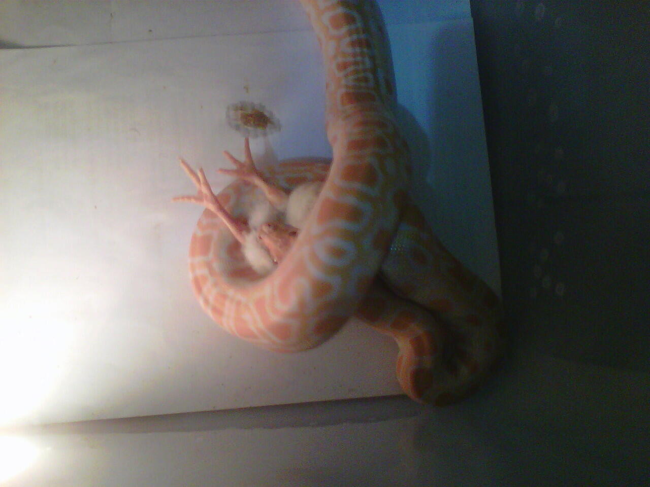 Jual ular albino het green burmesse dan gold tegu